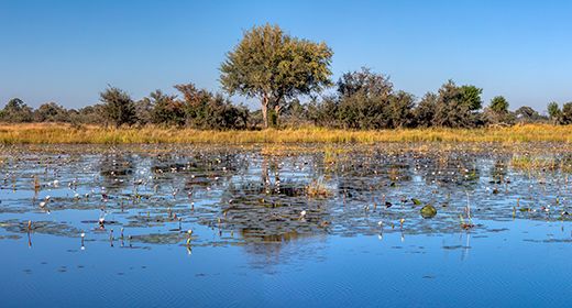 Wetlands