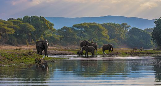 The Lower Zambezi