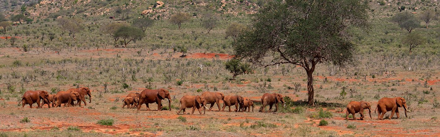 Untamed Wildlife