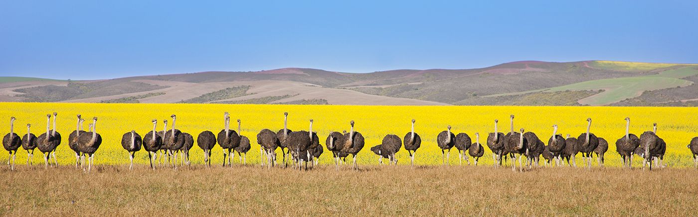 Ostriches!