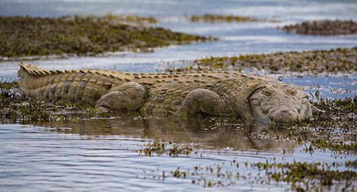 Wild Mana Pools