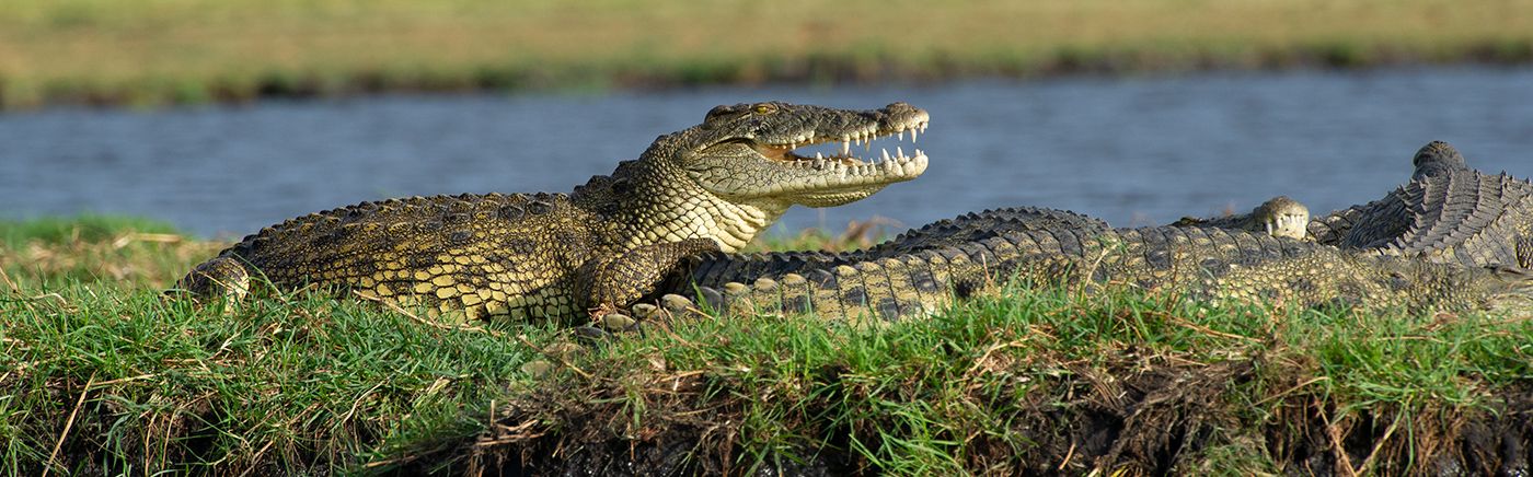 Caprivi / Zambezi