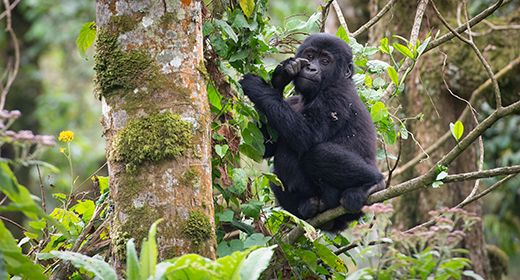 Bwindi