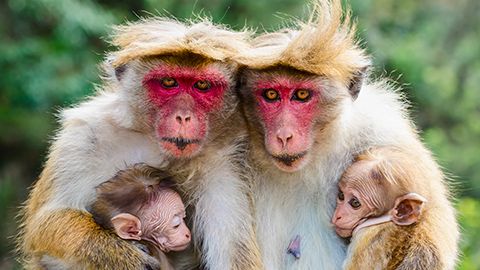 Macaques in Sri Lanka