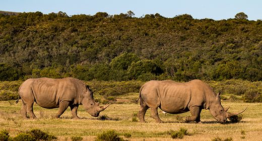 Eastern Cape Safaris
