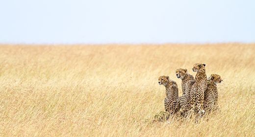 Masai Mara