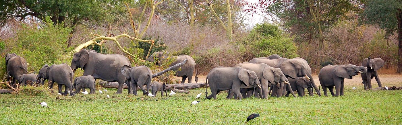 Malawi Parks
