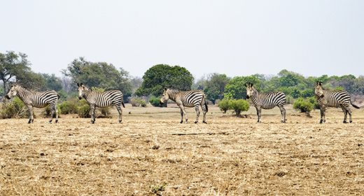 Luangwa Wildlife