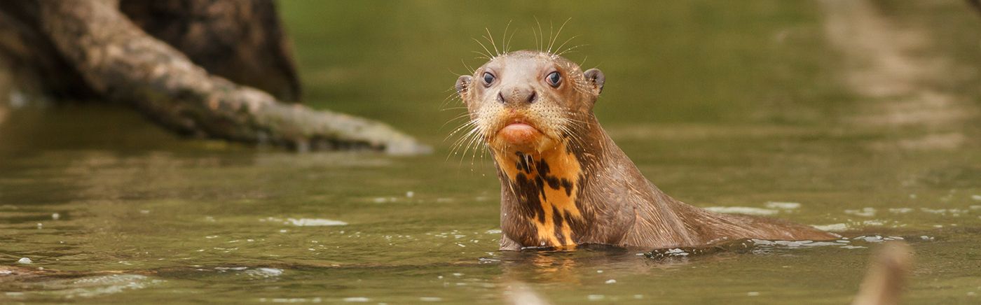 Wildlife