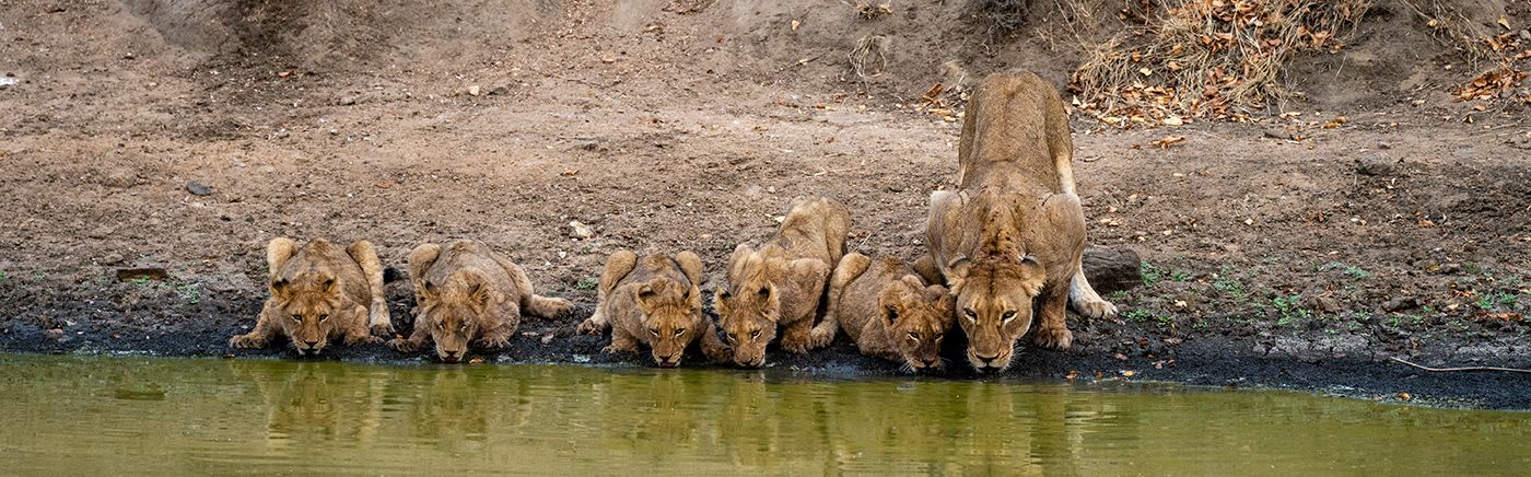See the Big Five