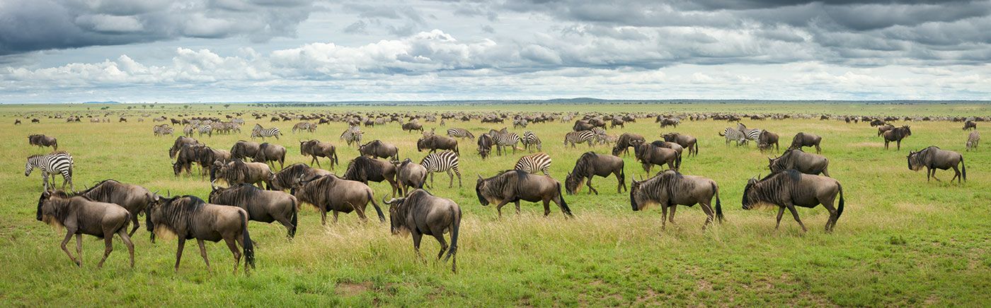 Abundant Wildlife
