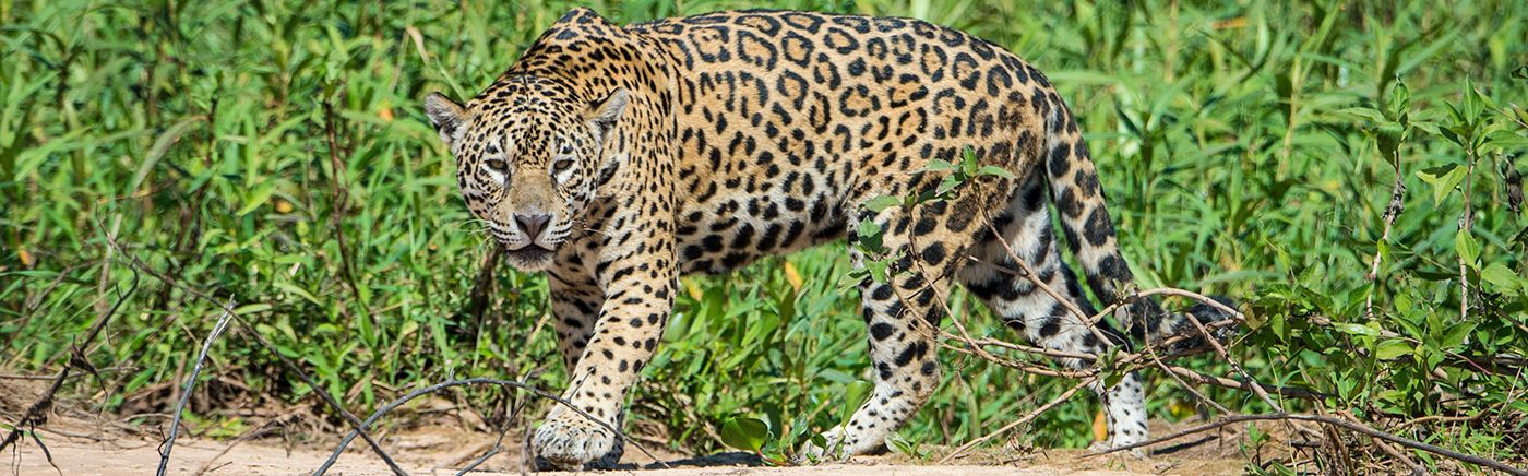 Wildlife