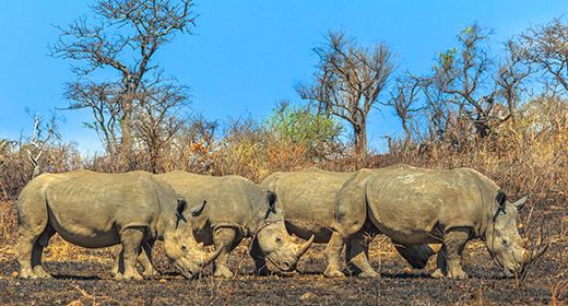 Endangered Wildlife