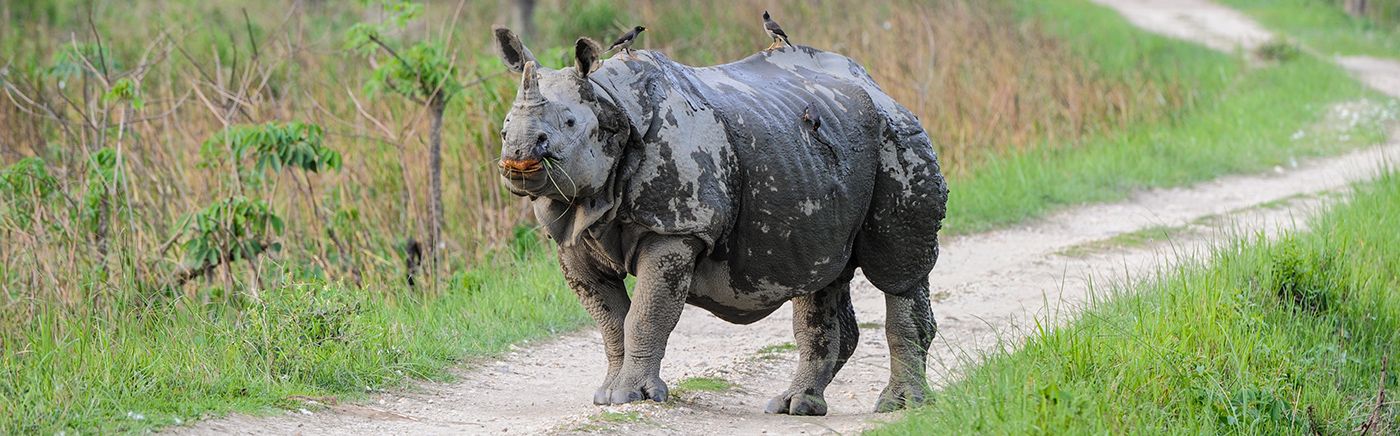 Wildlife