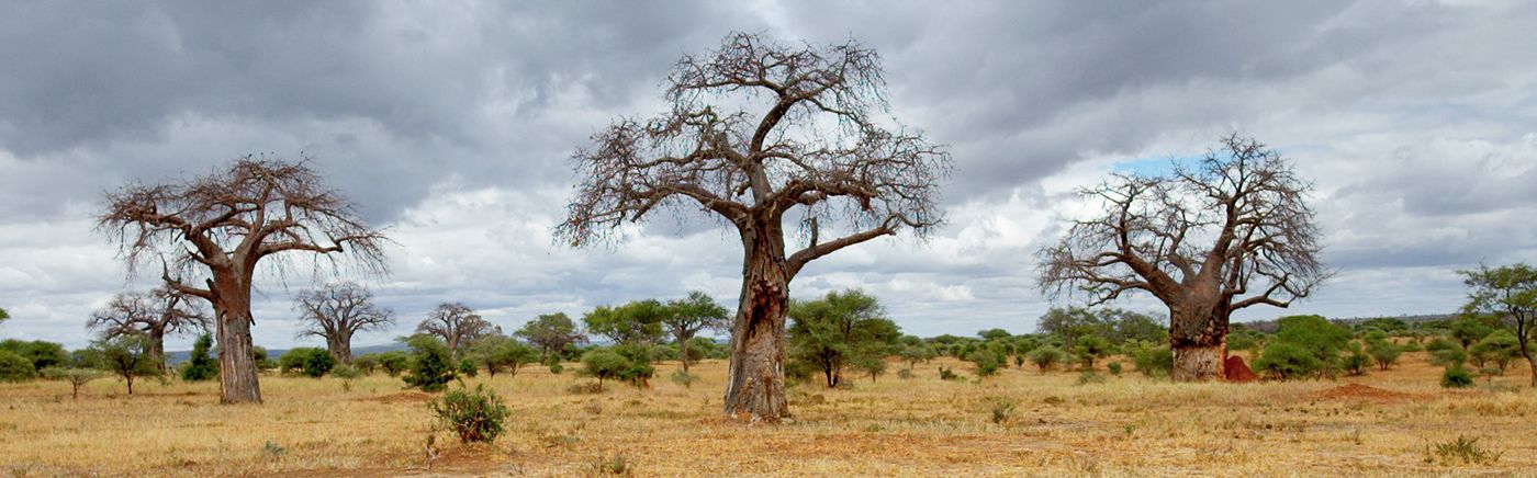 Famous Baobabs