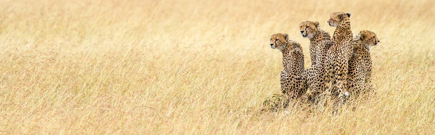 Masai Mara