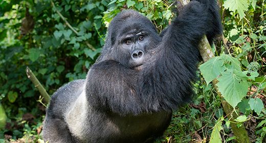 Gorillas