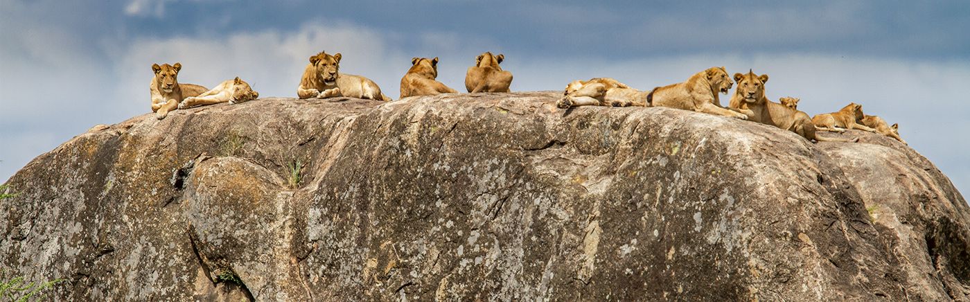 Serengeti