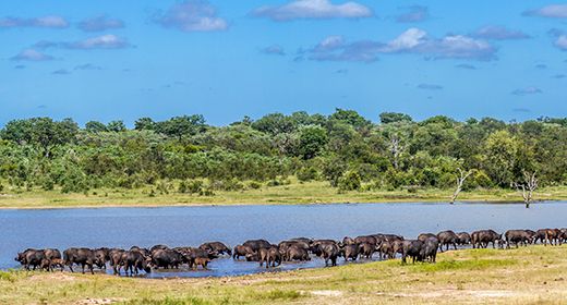 Abundant Wildlife