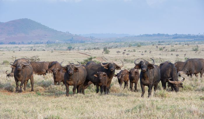 Buffalos at Lewa Conservancy