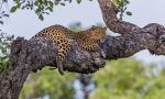 Zambia