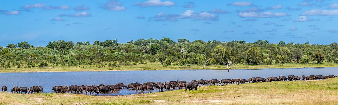 Abundant Wildlife