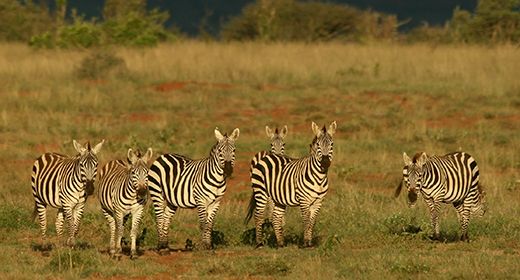 Laikipia Plains