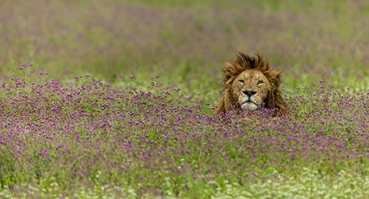 Ngorongoro