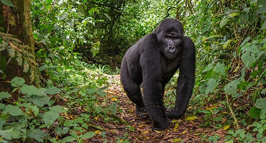 Bwindi