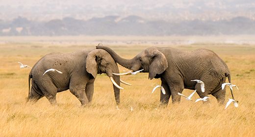 Abundant Wildlife