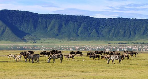 Ngorongoro