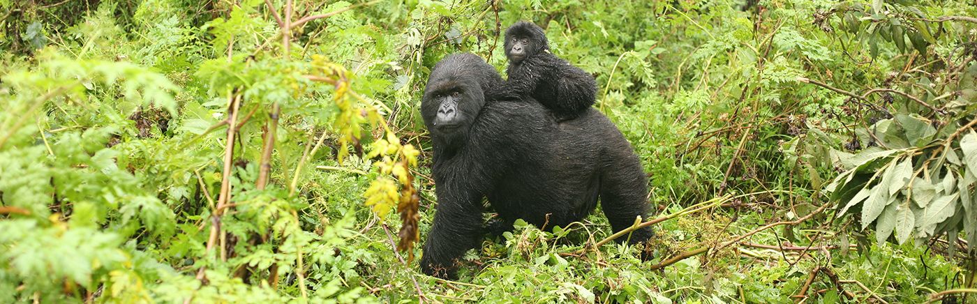 Mountain Gorillas