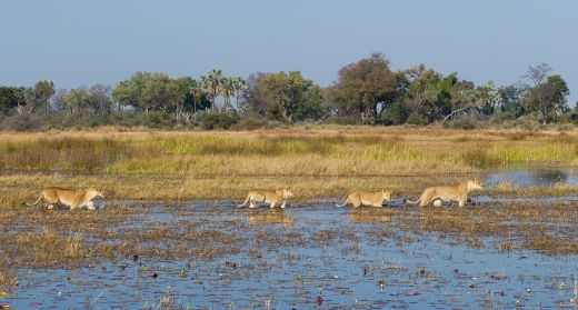 Okavango Delta