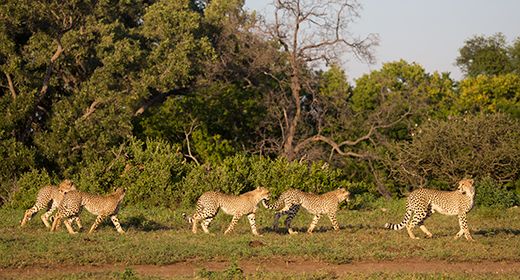 Big Cats