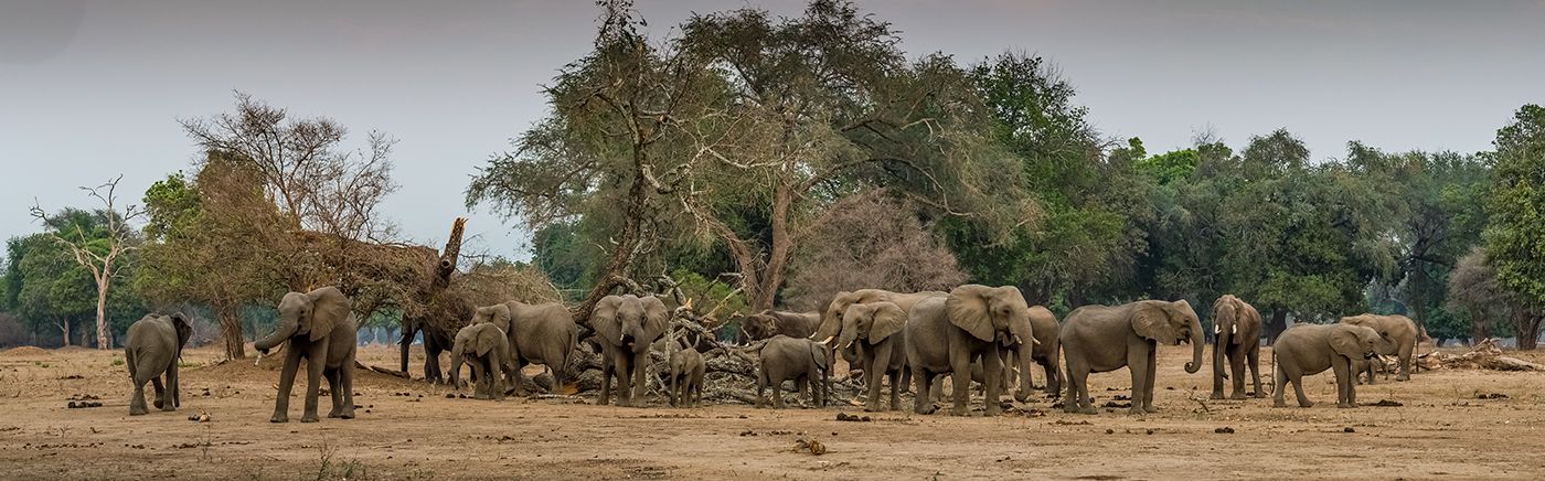 Lower Zambezi - Zimbabwe