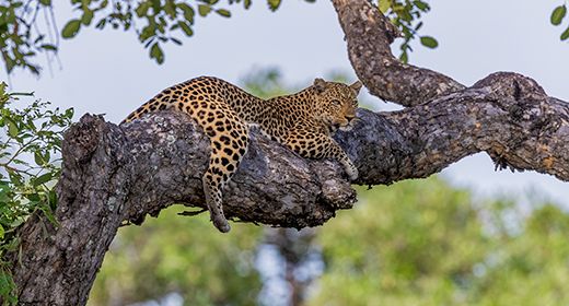 South Luangwa
