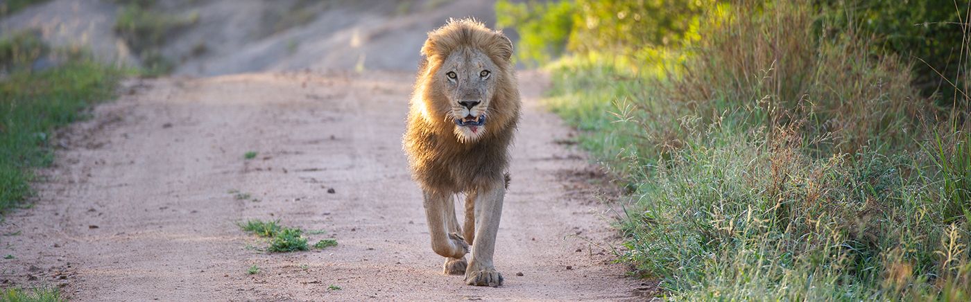 Sabi Sand Lions