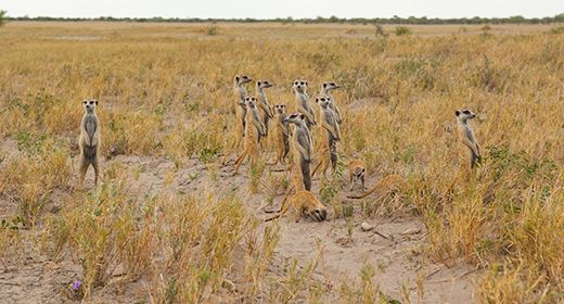 Makgadikgadi