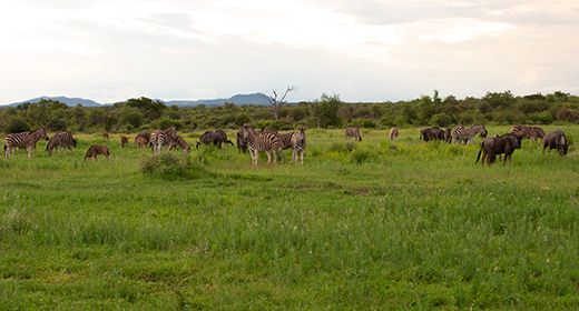 Plentiful Herds