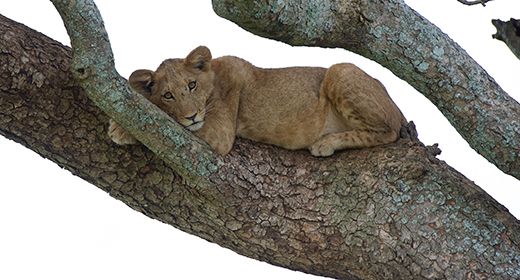 Big Cats