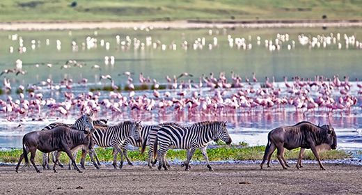 Abundant Wildlife