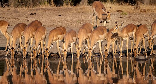 Abundant Wildlife