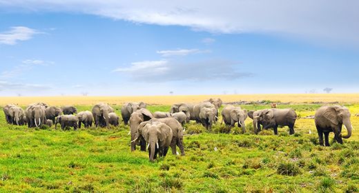 Amboseli National Park