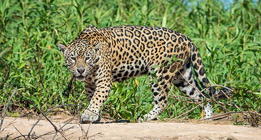 Wildlife