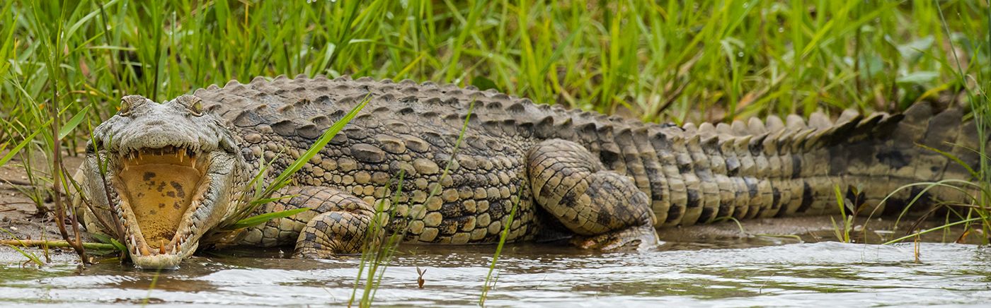 Malawi Safaris