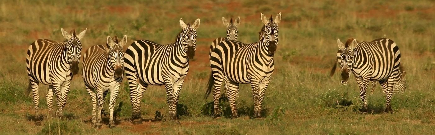Laikipia Wildlife