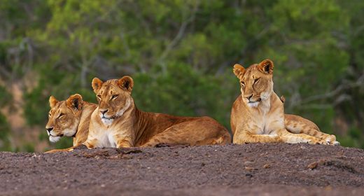 Laikipia Big Cats