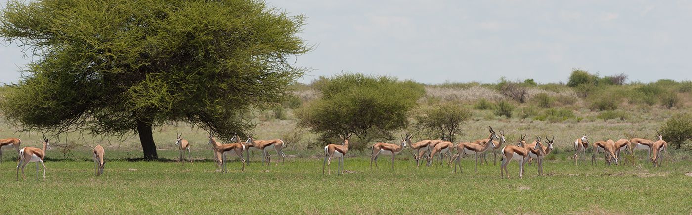 Big Herds