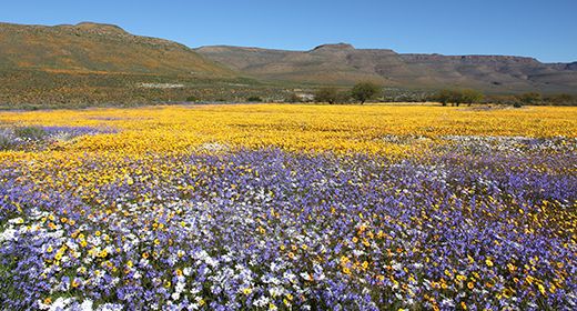 Wildflowers