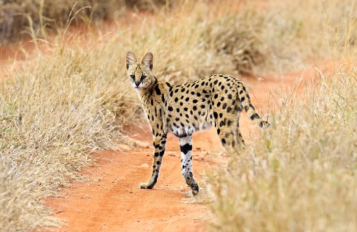serval in Tsavo West